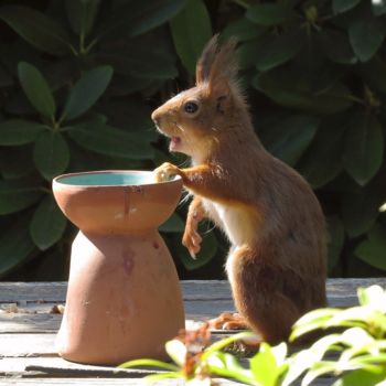 Fotografia intitolato "Talking Squirrel" da Mies De Graaf, Opera d'arte originale, Fotografia digitale