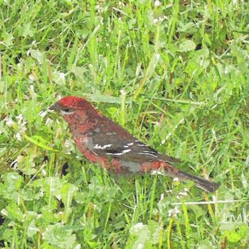 Malarstwo zatytułowany „House Finch” autorstwa Mike Sexton, Oryginalna praca, Olej