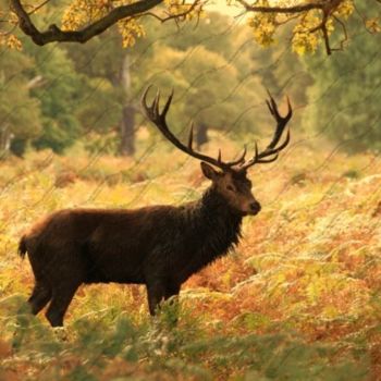 Fotografie mit dem Titel "Stag" von Mike Valeriani, Original-Kunstwerk