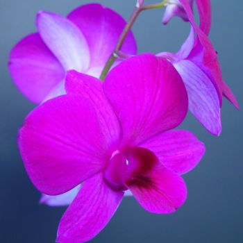 Photography titled "Lavender orchid see…" by Miguel, Original Artwork