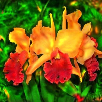 Photography titled "Twin orange orchids…" by Miguel, Original Artwork