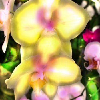 Fotografia intitolato "Pearlescent orchids…" da Miguel, Opera d'arte originale
