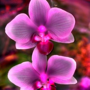 Photography titled "Pair of purple phal…" by Miguel, Original Artwork