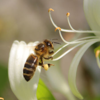 Fotografia intitulada "L'abeille" por Pym, Obras de arte originais