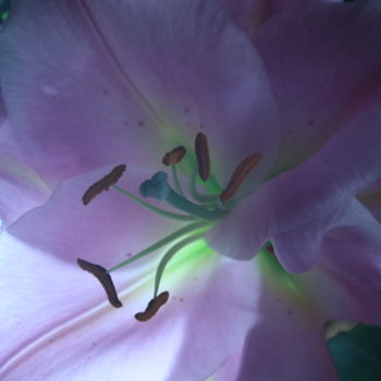 Φωτογραφία με τίτλο "Fleur" από Pym, Αυθεντικά έργα τέχνης
