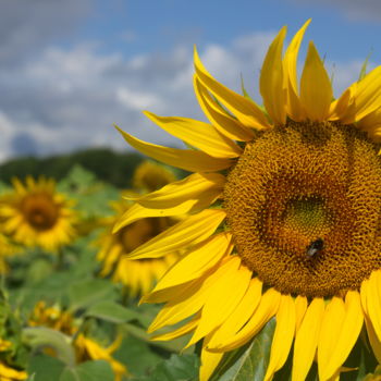 Photographie intitulée "Tournesol" par Miodrag Aubertin, Œuvre d'art originale