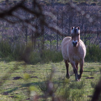 Photographie intitulée "cheval-09.jpg" par Miodrag Aubertin, Œuvre d'art originale