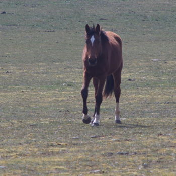 Photography titled "Chevaux 01" by Miodrag Aubertin, Original Artwork