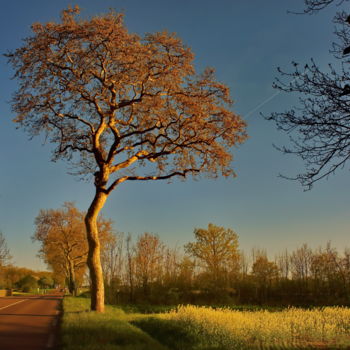 Photographie intitulée "Platane" par Miodrag Aubertin, Œuvre d'art originale