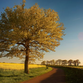 Photographie intitulée "Arbre 12" par Miodrag Aubertin, Œuvre d'art originale