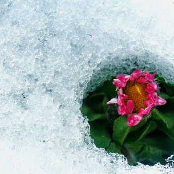 Photographie intitulée "neige_04" par Miodrag Aubertin, Œuvre d'art originale