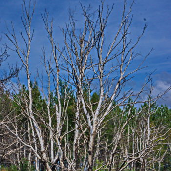 Fotografia intitolato "Arbre 34" da Miodrag Aubertin, Opera d'arte originale