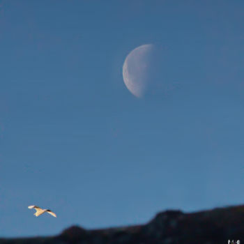 Φωτογραφία με τίτλο "La lune et le héron" από Miodrag Aubertin, Αυθεντικά έργα τέχνης