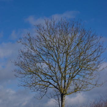 Fotografie mit dem Titel "Arbre 38" von Miodrag Aubertin, Original-Kunstwerk