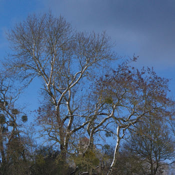 Photographie intitulée "Arbre 42" par Miodrag Aubertin, Œuvre d'art originale