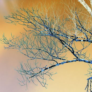 Fotografía titulada "Arbre 24+" por Miodrag Aubertin, Obra de arte original