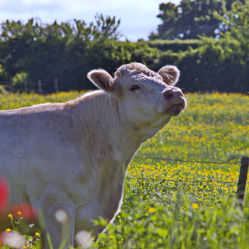 Photographie intitulée "une Vache" par Miodrag Aubertin, Œuvre d'art originale