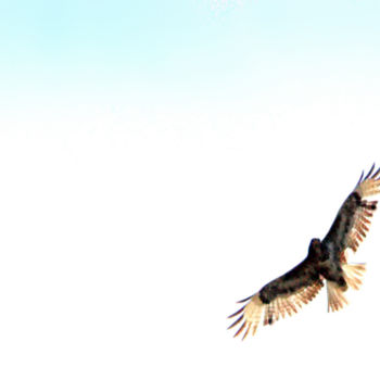 Fotografia zatytułowany „Rapace” autorstwa Miodrag Aubertin, Oryginalna praca