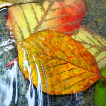 Fotografia intitolato "Couleurs d'automne" da Miodrag Aubertin, Opera d'arte originale