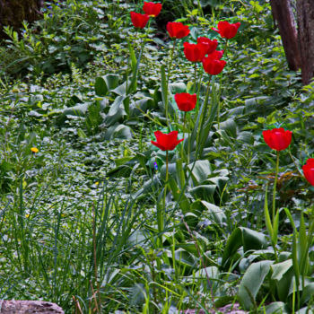 Фотография под названием "Tulipes à Flée  san…" - Miodrag Aubertin, Подлинное произведение искусства
