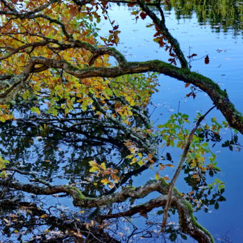 Photographie intitulée "couleurs d'automne…" par Miodrag Aubertin, Œuvre d'art originale