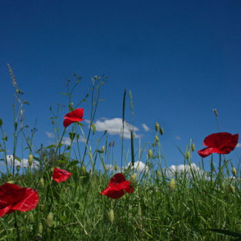 Photographie intitulée "coquelicot" par Miodrag Aubertin, Œuvre d'art originale