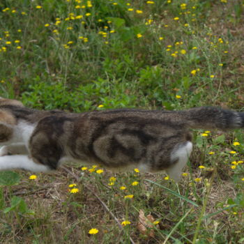 Photographie intitulée "Chaton en action" par Miodrag Aubertin, Œuvre d'art originale