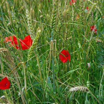 Fotografie getiteld "coquelicot 02" door Miodrag Aubertin, Origineel Kunstwerk