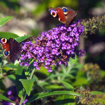 Photographie intitulée "Papillons" par Miodrag Aubertin, Œuvre d'art originale
