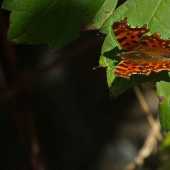 Photographie intitulée "Papillons 02" par Miodrag Aubertin, Œuvre d'art originale