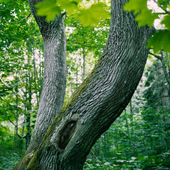 Фотография под названием "Oak" - Mikhail Kapychka, Подлинное произведение искусства, Цифровая фотография