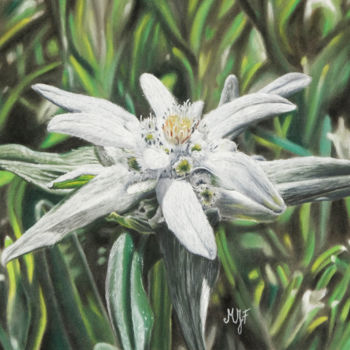 Painting titled "Edelweiss" by Marie-Jeanne Fawer, Original Artwork, Pastel