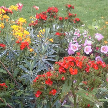 Фотография под названием "Fleurs de Vincennes" - Marie-Louise Trichet, Подлинное произведение искусства, Не манипулируемая ф…