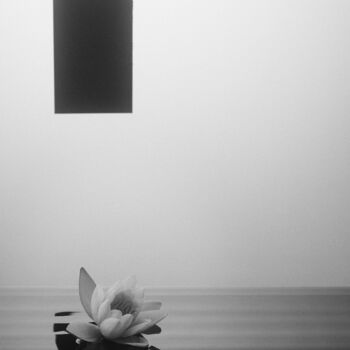 Fotografia intitolato "Water lily" da Mmiri, Opera d'arte originale, Fotografia digitale