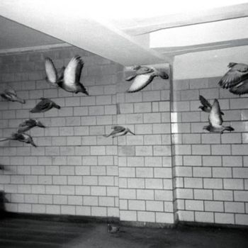 Photography titled "голуби" by Natalia & Michail Basov, Original Artwork