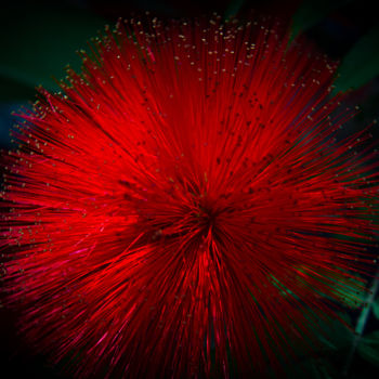 Fotografia intitulada "Caliandra Red" por Moah Mattos, Obras de arte originais, Fotografia digital