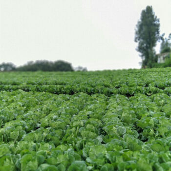 Фотография под названием "Cabbage Garden" - Mohamad Hidayat, Подлинное произведение искусства, Цифровая фотография