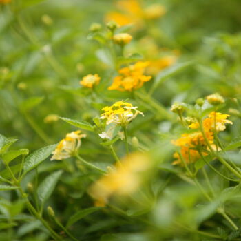 摄影 标题为“Yellow flowering sh…” 由Mohamad Hidayat, 原创艺术品, 数码摄影