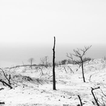 Photographie intitulée "burnt forest 2/3" par Mohamed Osman Kilani, Œuvre d'art originale, Photographie numérique