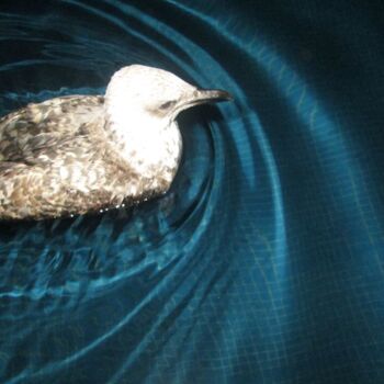 Fotografia zatytułowany „Birds of Safi town” autorstwa Mohammed Khazzari, Oryginalna praca