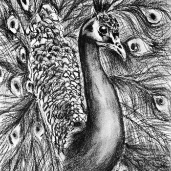 Drawing titled "Peacock" by M. Palichleb Art, Original Artwork, Charcoal