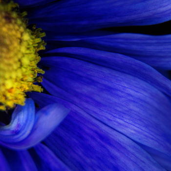 Fotografía titulada "Blue Flower" por Monique Gray, Obra de arte original