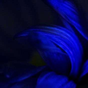 Photography titled "Blue Leaves" by Monique Gray, Original Artwork