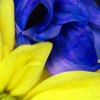 Fotografia zatytułowany „Blue Yellow” autorstwa Monique Gray, Oryginalna praca
