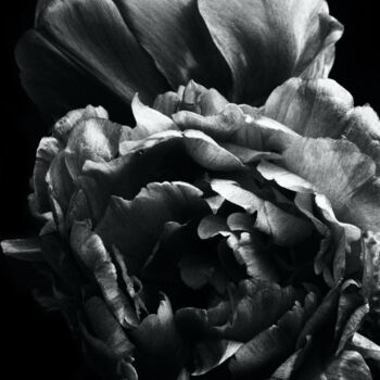 "Roses" başlıklı Fotoğraf Monochrome Renditions tarafından, Orijinal sanat, Analog Fotoğrafçılık