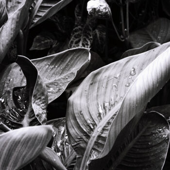 Photographie intitulée "Banana leaves" par Monochrome Renditions, Œuvre d'art originale, Photographie argentique