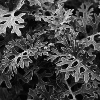 Фотография под названием "Botanical Study #1" - Monochrome Renditions, Подлинное произведение искусства, Пленочная фотография
