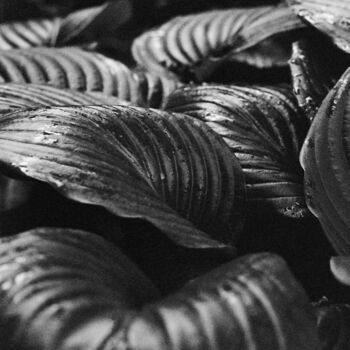 Fotografia intitulada "Botanical Study #2" por Monochrome Renditions, Obras de arte originais, Fotografia de filme