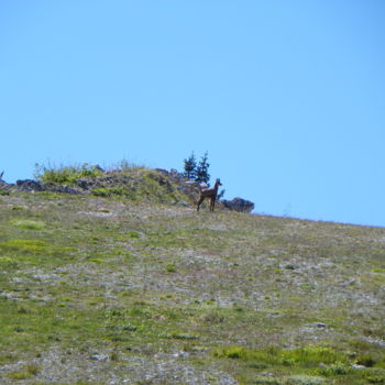 Photography titled "chamois" by M. Olivier, Original Artwork
