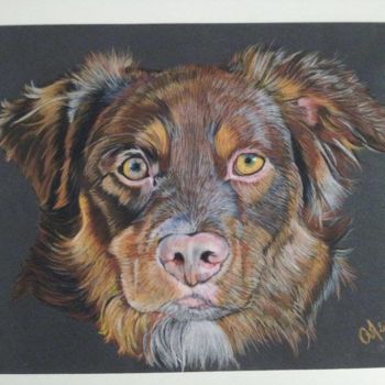 Drawing titled "berger australien" by M. Olivier, Original Artwork, Pastel